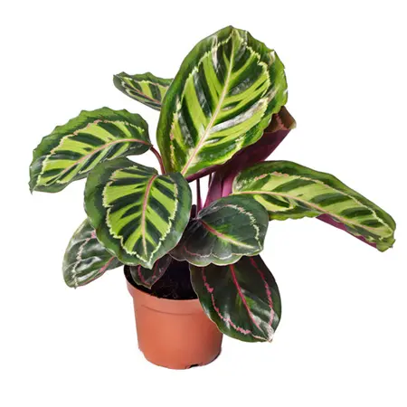 Калатея Розеопикта (Calathea Roseopicta)