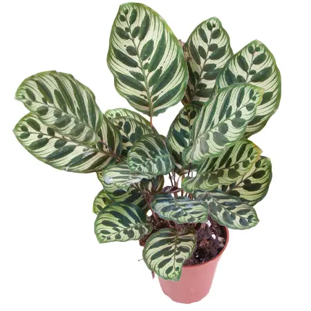 Калатея Макояна (Calathea Makoyana)