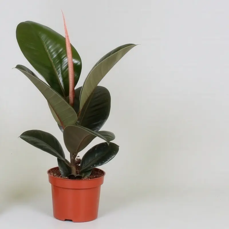 Ficus elastica ‘Robusta’