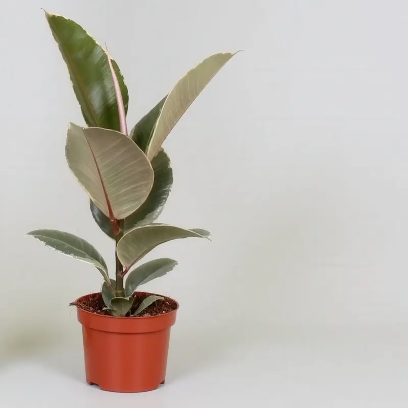 Ficus elastica ‘Tineke’
