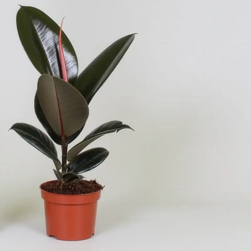 Ficus elastica ‘Abidjan’