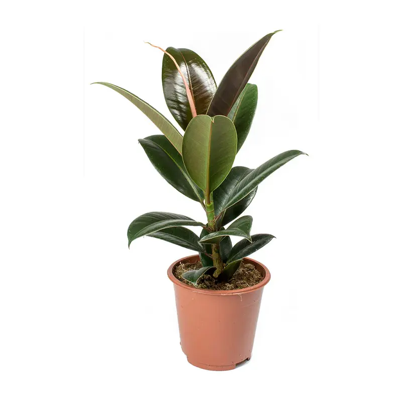 Ficus elastica ‘Melany’