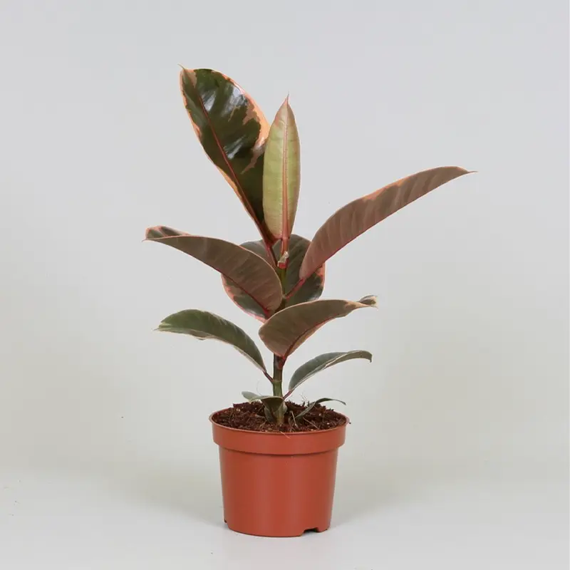 Ficus elastica ‘Belize’