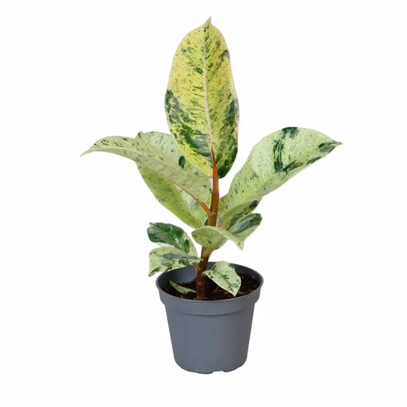 Ficus elastica ‘Shivereana’