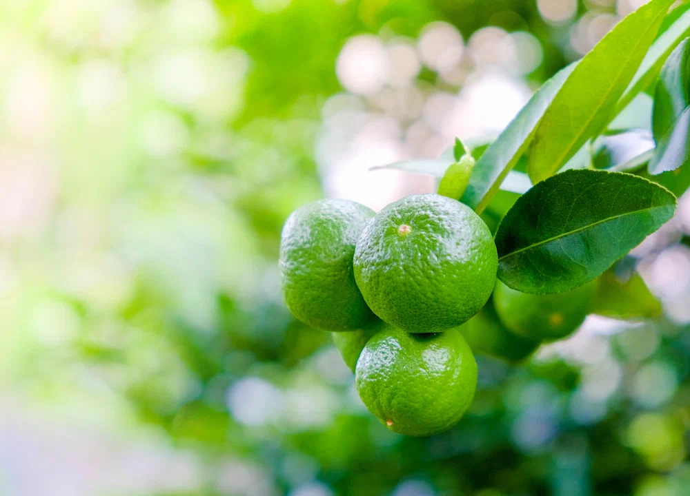 Мексиканский лайм