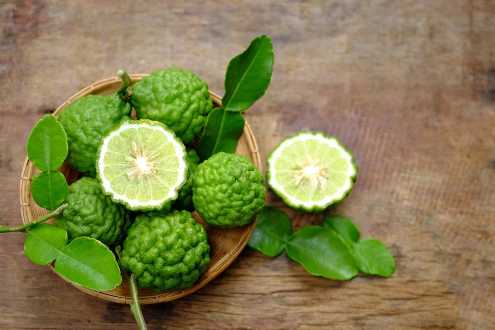 Kaffir Lime (Хистрикс, Кафир, Кафрский лайм )