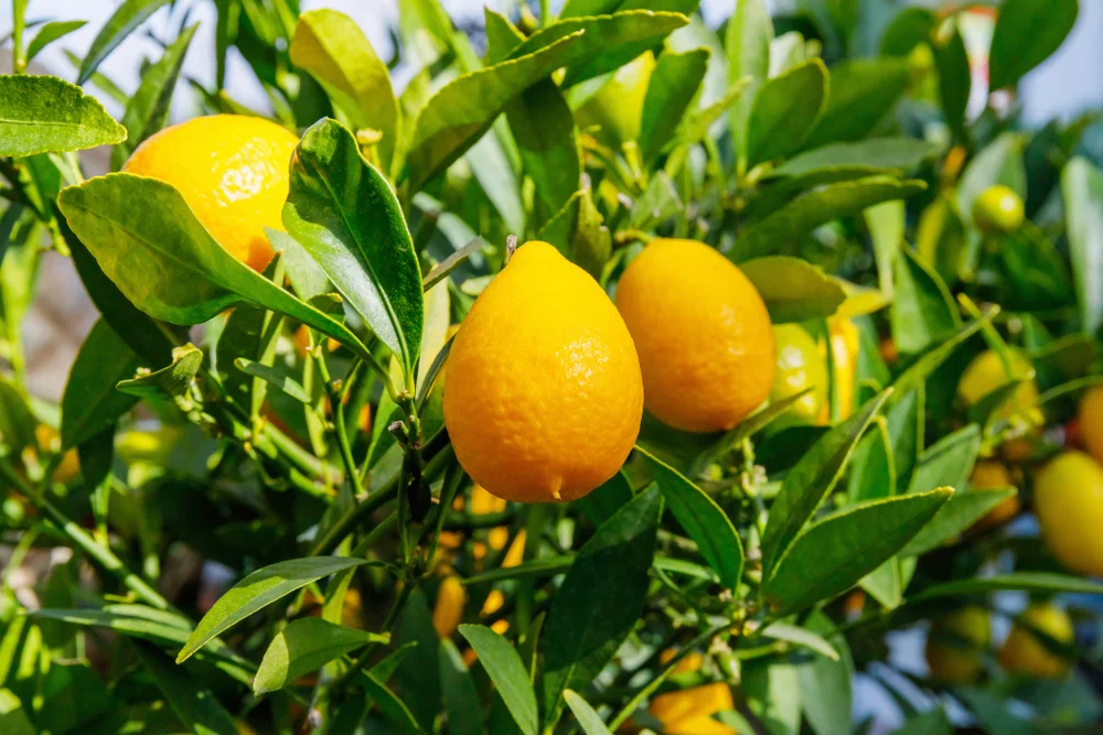 Limequats (Лаймкваты)