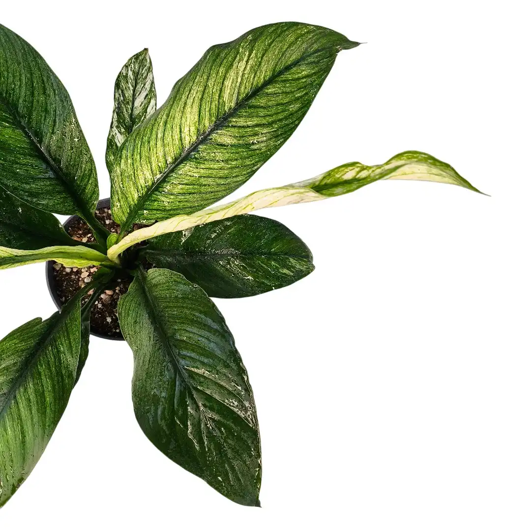 Спатифиллум Сенсейшен (Сенсация) / Spathiphyllum Sensation купить