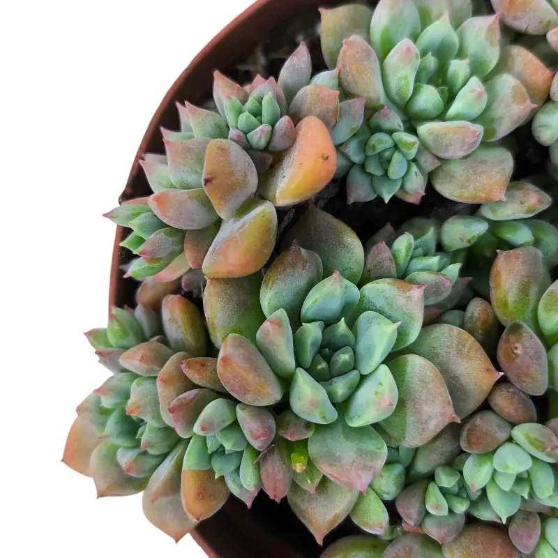 Эхеверия Фрости / Echeveria pulvinata Frosty купить