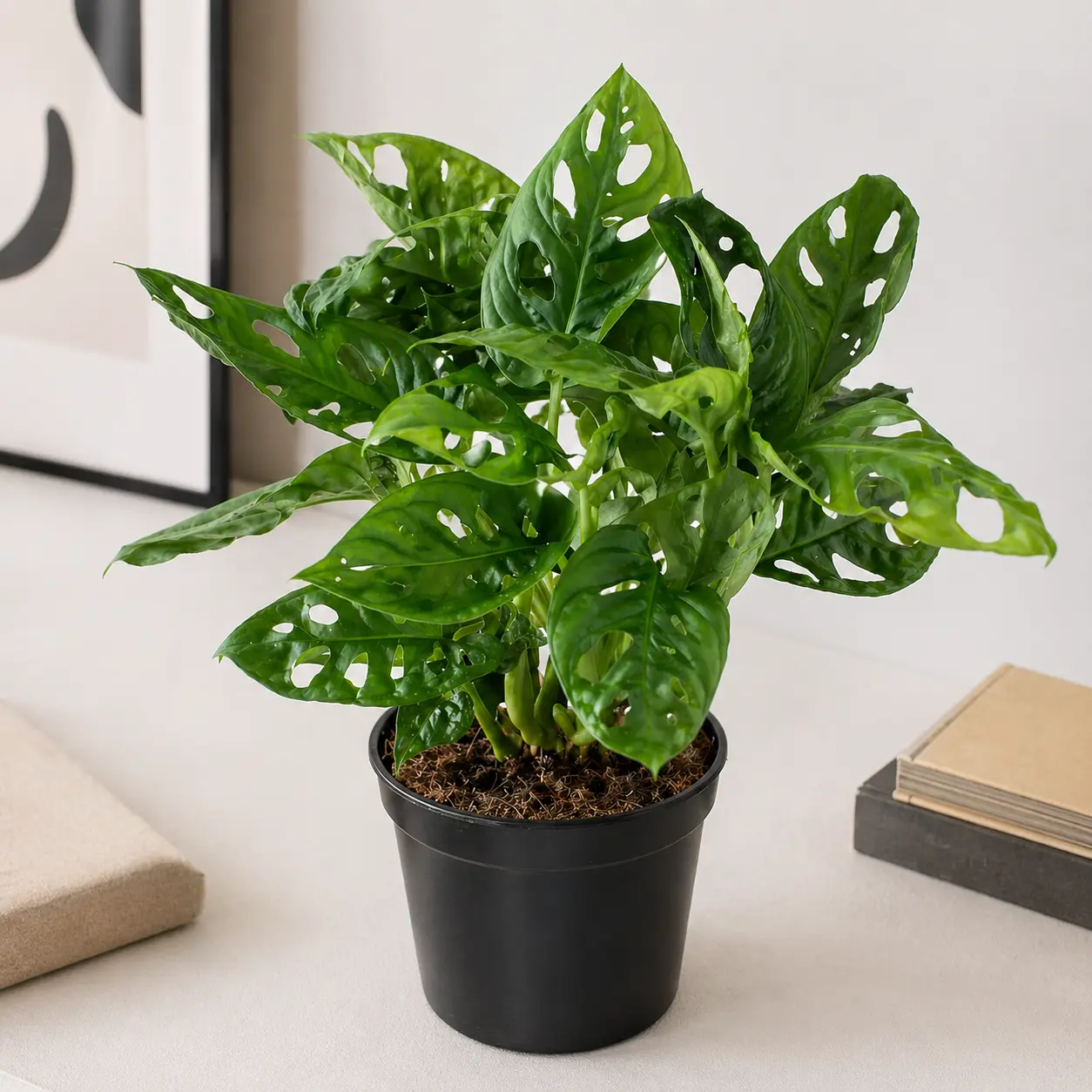 Монстера Фридрихшталия / Monstera friedrichsthalii купить