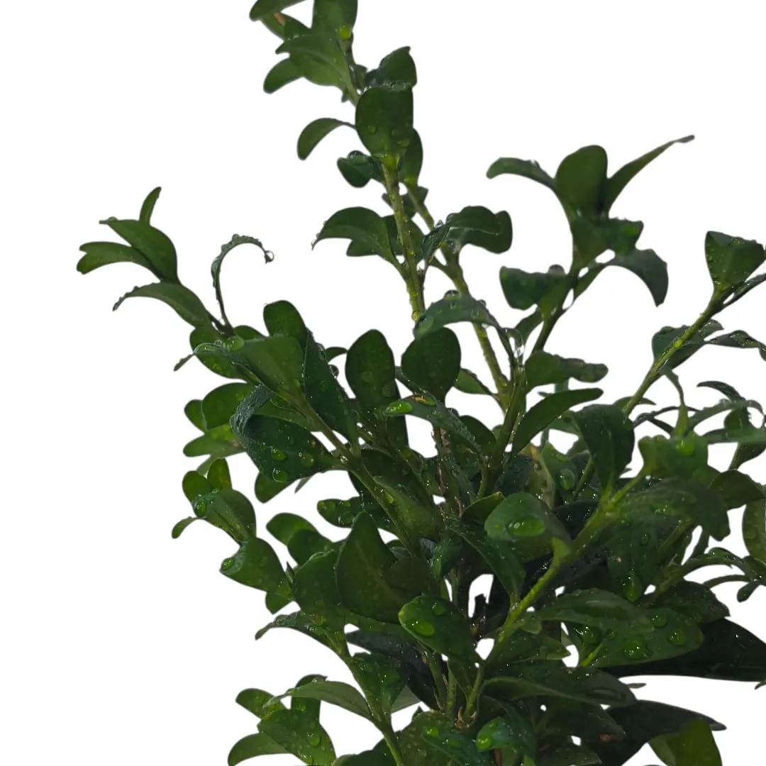 Самшит / Buxus