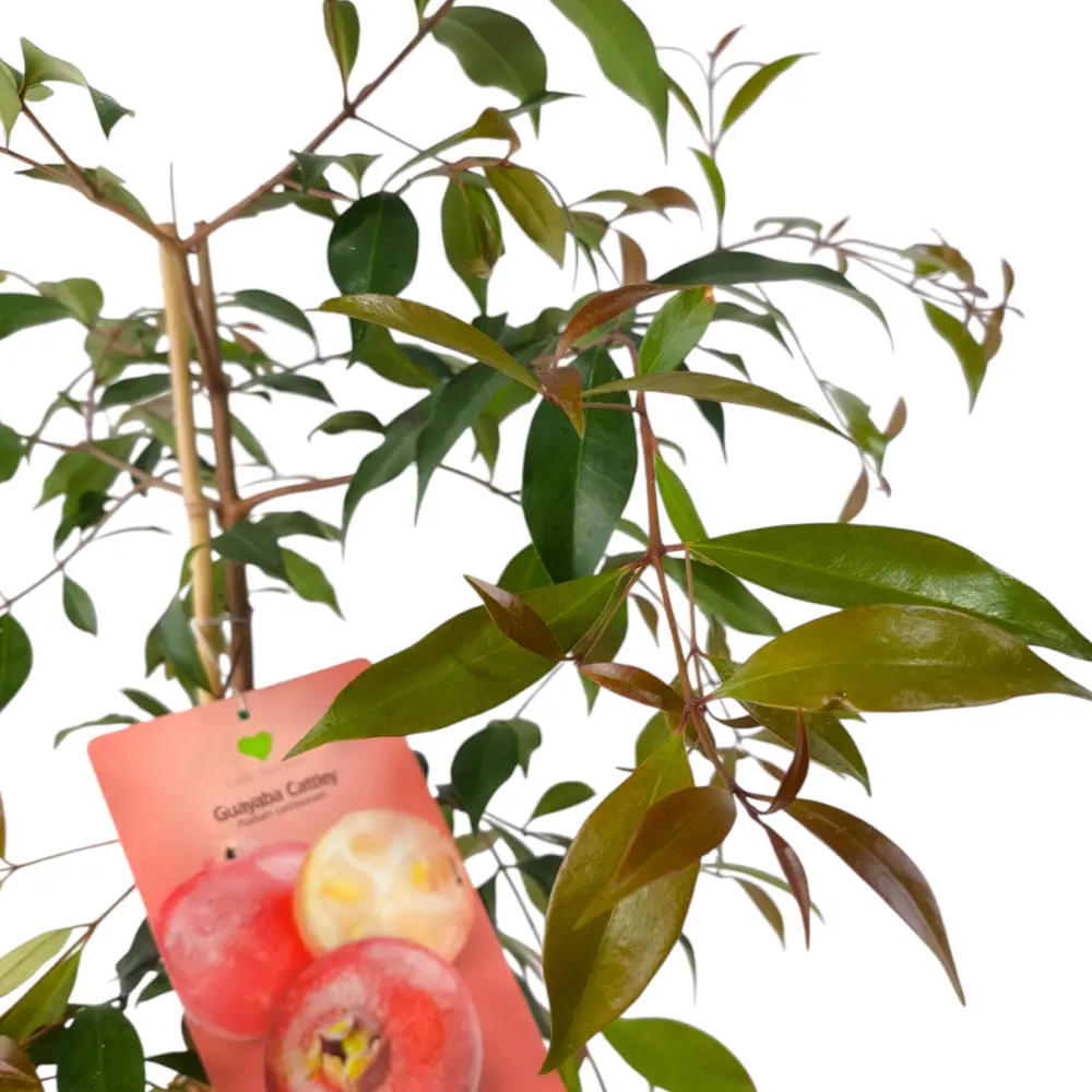 Гуава Земляничная / Psidium cattleyanum