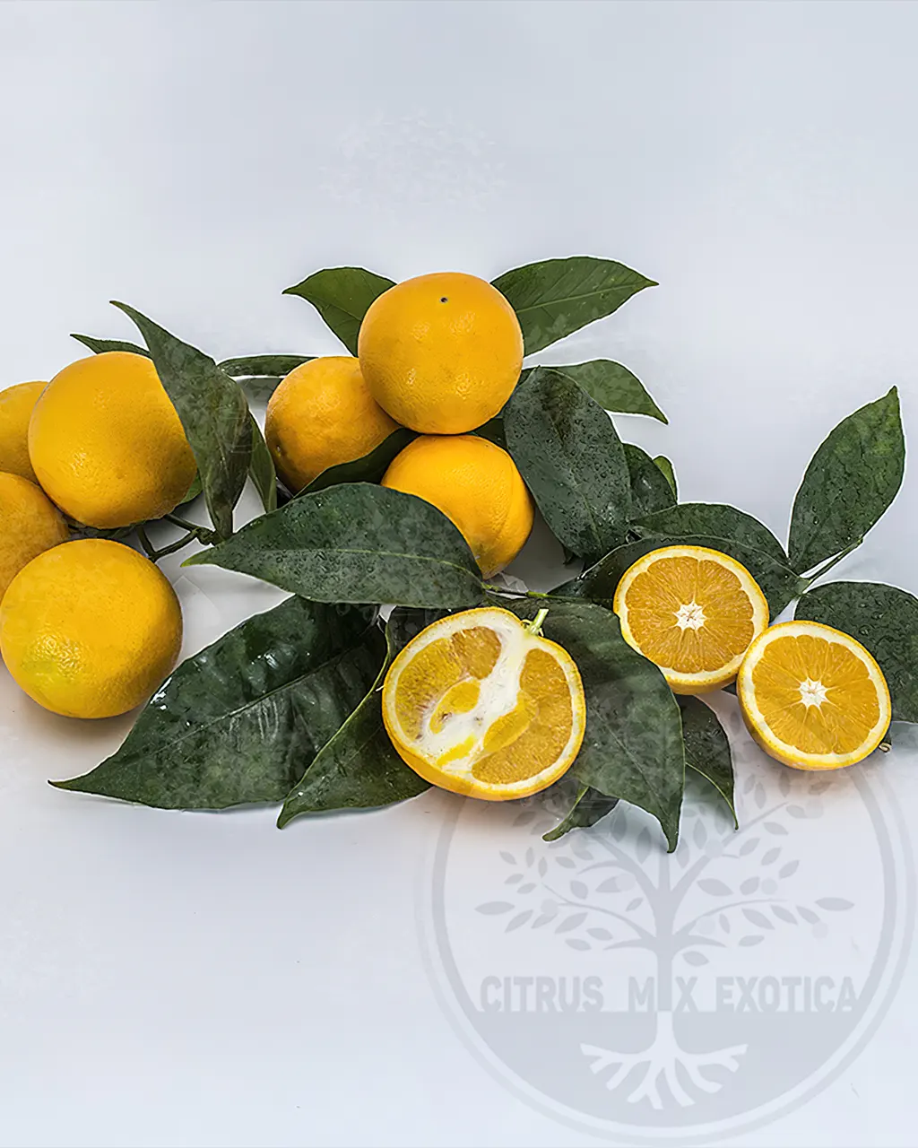 Апельсин Дуретто дель Гаргано / Orange Duretta del Gargano — цитрусовое растение, детальное фото
