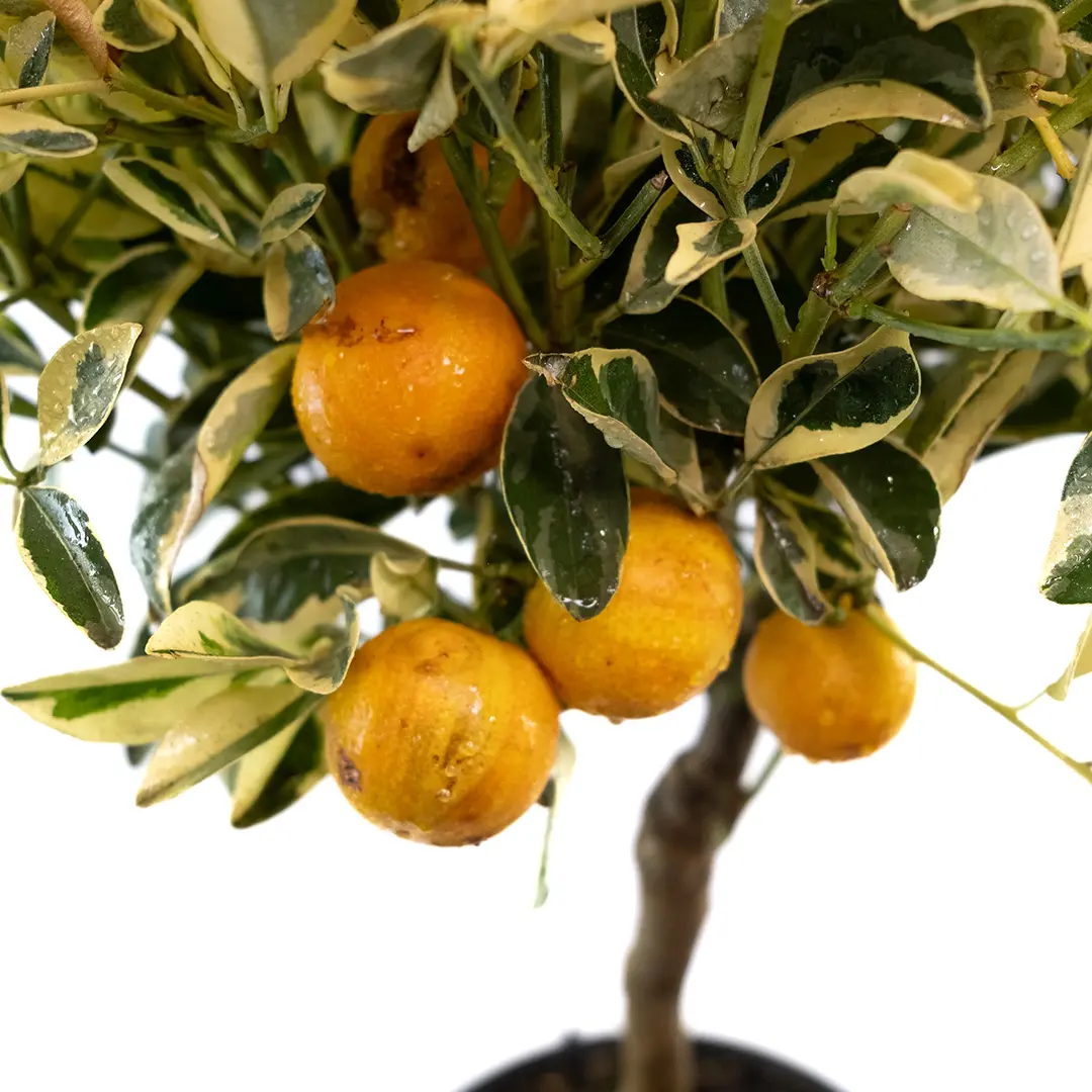 Каламондин вариегатный / Calamondin — цитрусовое растение, детальное фото
