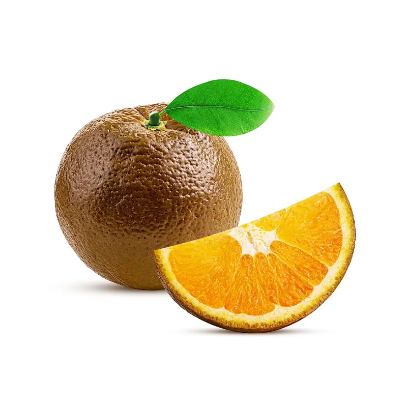 Апельсин Шоколадный / Orange Chocolate — цитрусовое растение, детальное фото
