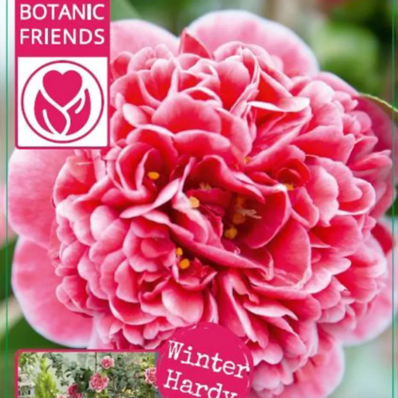Камелия Волунтир / Camellia JAP. Volunteer купить
