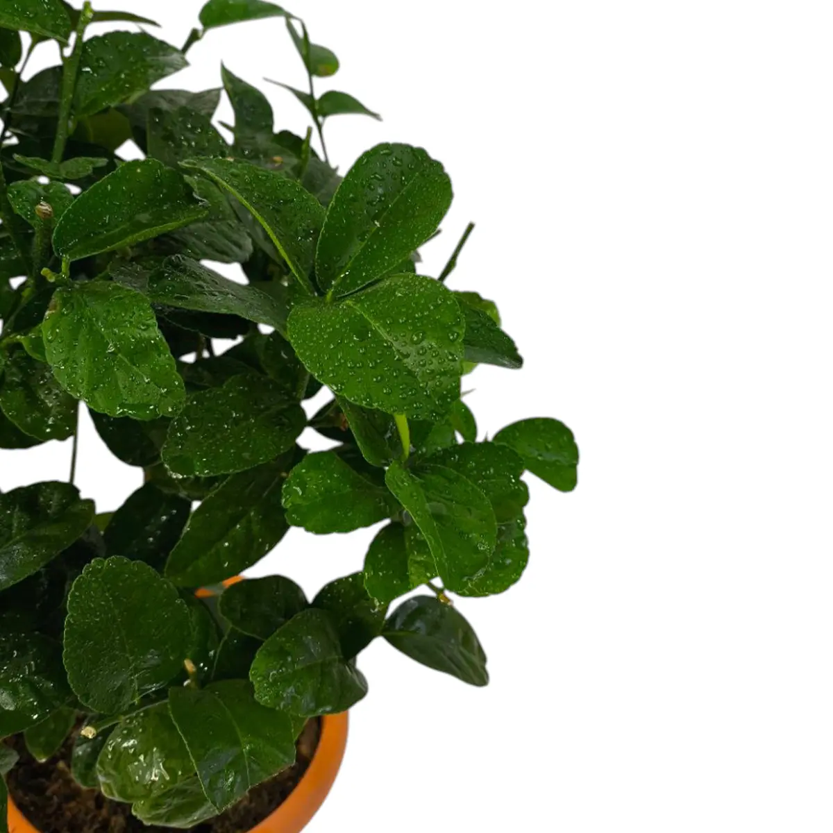 Лайм без шипов/ Lime Messicana — цитрусовое растение, детальное фото
