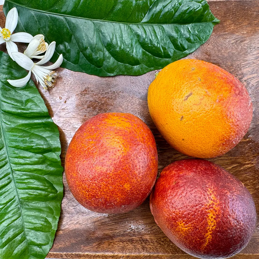 Апельсин Сангвинелло / Orange Sanguinello — цитрусовое растение, детальное фото
