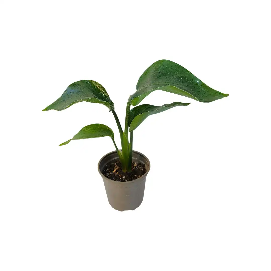 Стрелиция Реджина / Strelitzia Reginae иск цвет купить