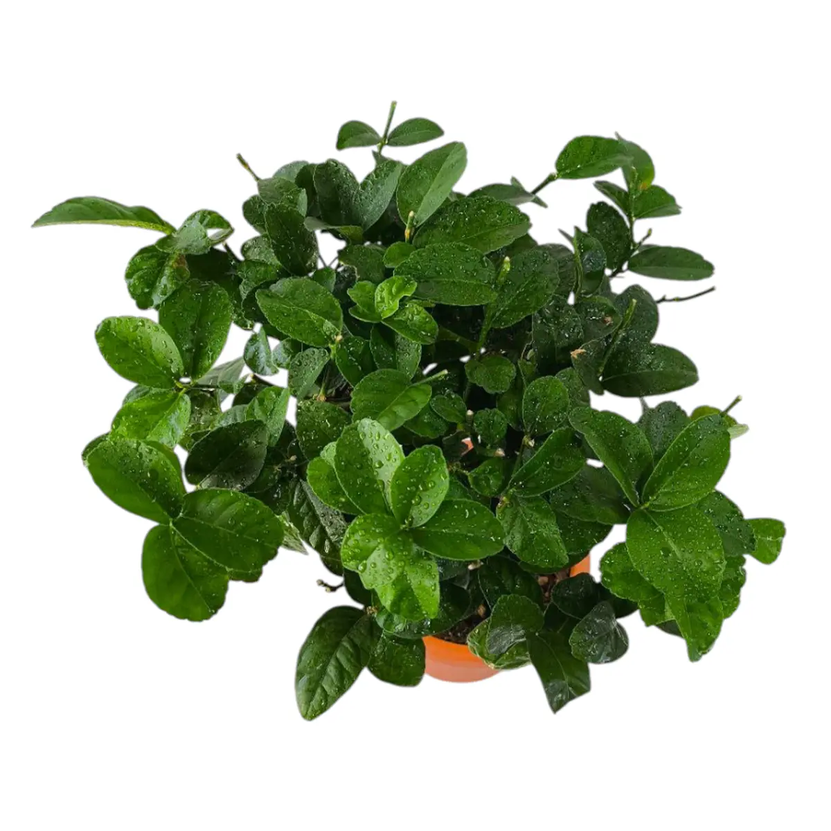 Лайм без шипов/ Lime Messicana — цитрусовое растение, детальное фото
