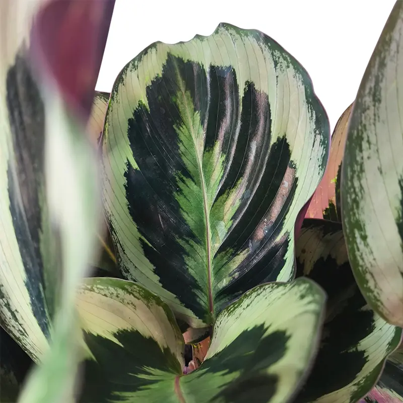 Калатея Розеопикта Грин / Calathea Roseopicta Green купить