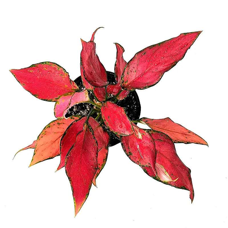 Aglaonema Red Angel красные листья