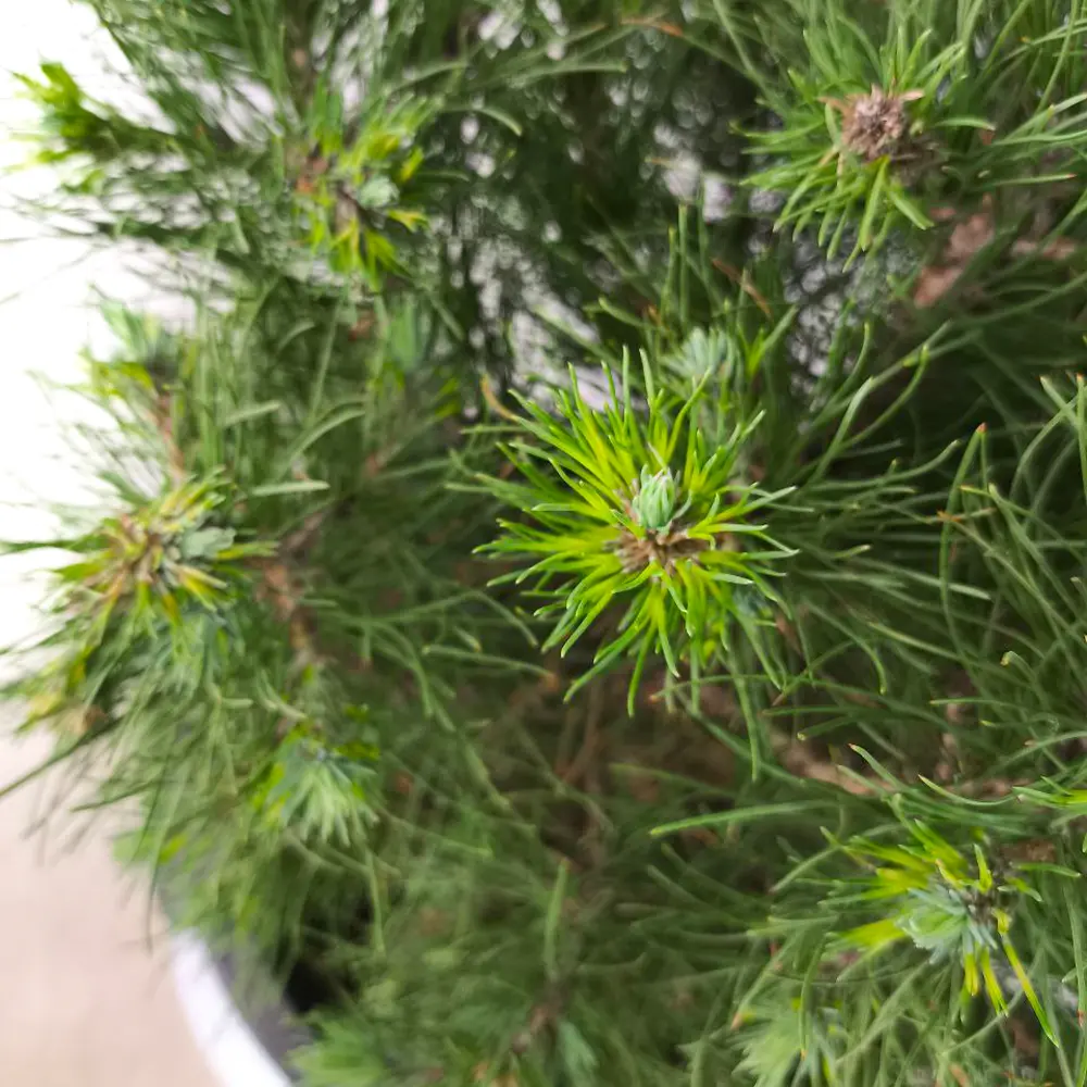 Сосна горная / Pinus mugo купить