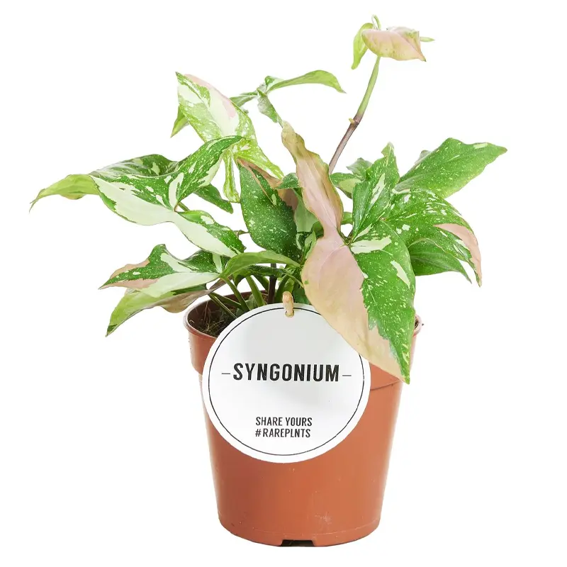 Сингониум триколор / Syngonium podophyllum tricolor купить
