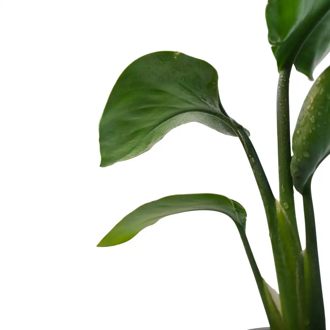 Стрелиция Реджина / Strelitzia Reginae иск цвет купить