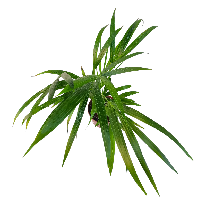 Арековая пальма (Dypsis lutescens) купить