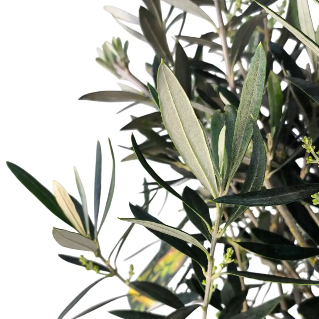 Олива европейская / Olea europaea