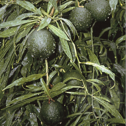 Померанец Салицифолия иволистный / Bitter Orange Salicifolia — цитрусовое растение, детальное фото
