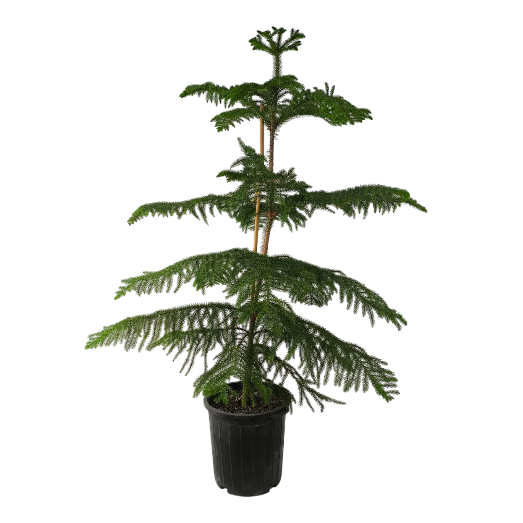 Араукария высокая / Araucaria excelsa купить