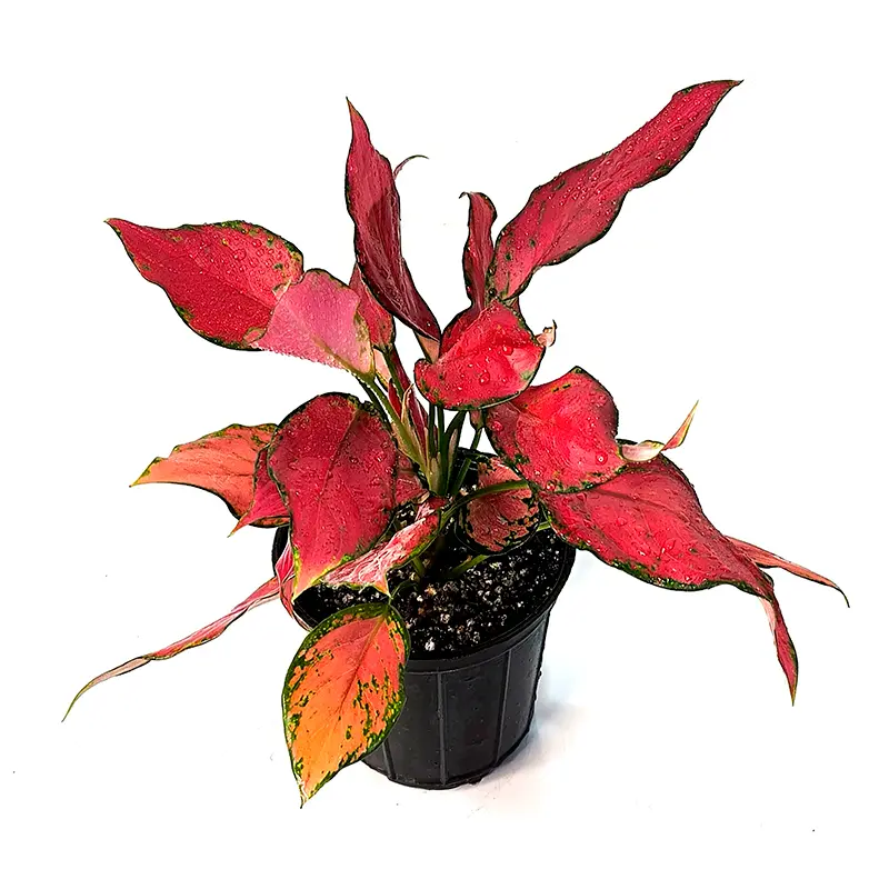 Aglaonema Red Angel красные листья