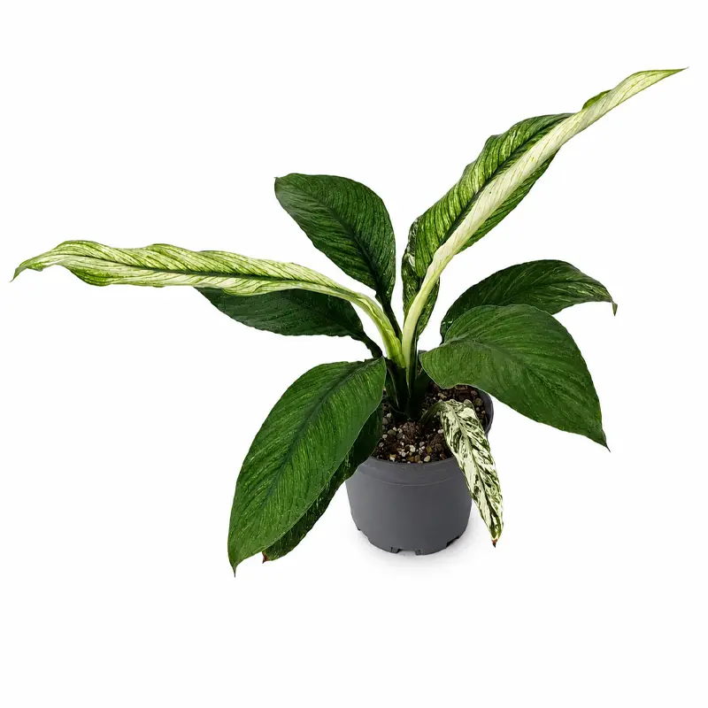 Спатифиллум вариегатный Сенсейшен / Spathiphyllum Sensation купить