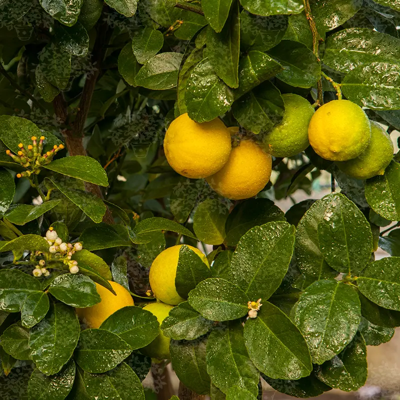 Лайм без шипов/ Lime Messicana — цитрусовое растение, детальное фото

