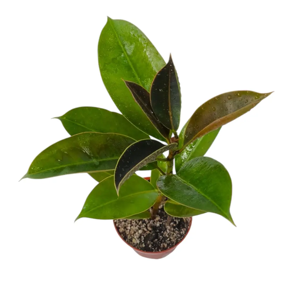 Фикус эластика "Мелани" / Ficus elastica "Melany" купить
