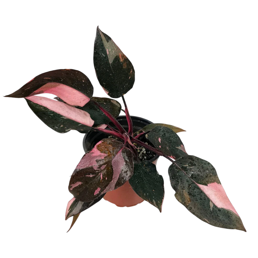 Филодендрон "Pink Marble" купить