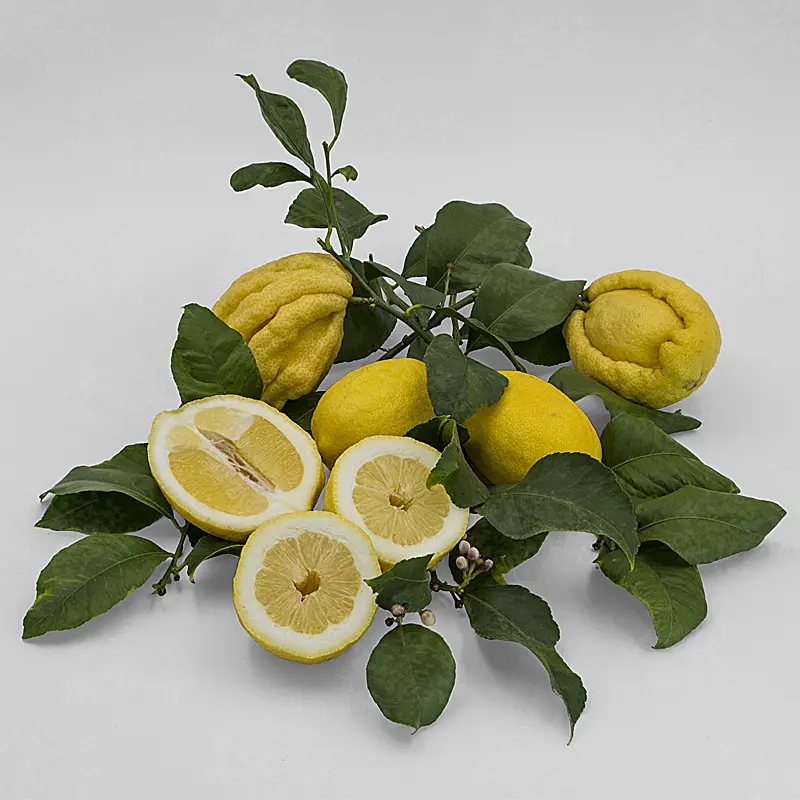 Лимон Бизаро / Lemon Bizzarro — цитрусовое растение, детальное фото
