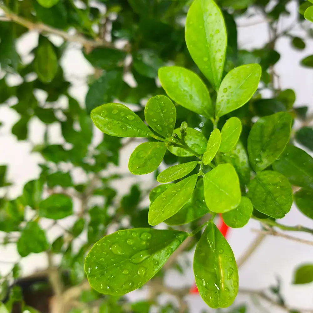 Муррайя метельчатая / Муррайя паникулата / Murraya Paniculata купить