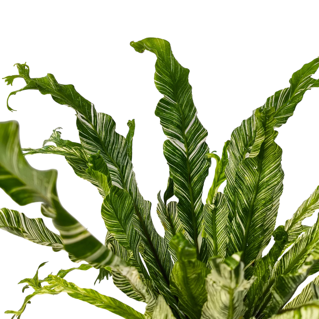 Асплениум Вайт Мунлайт вариегатный / Asplenium nidus Variegata  White Moonlight купить