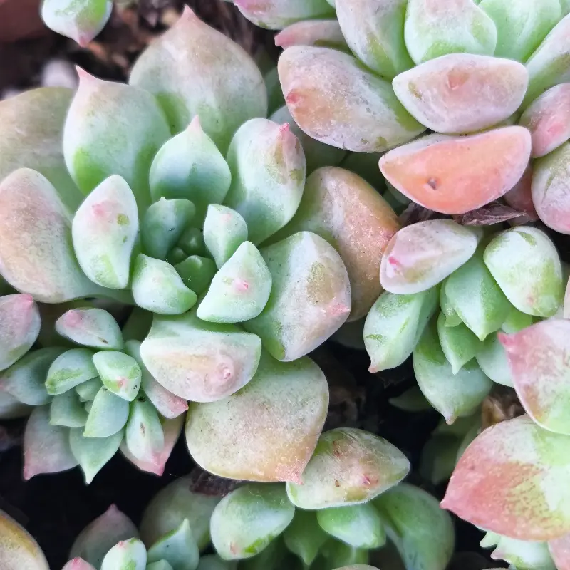 Эхеверия Фрости / Echeveria pulvinata Frosty купить