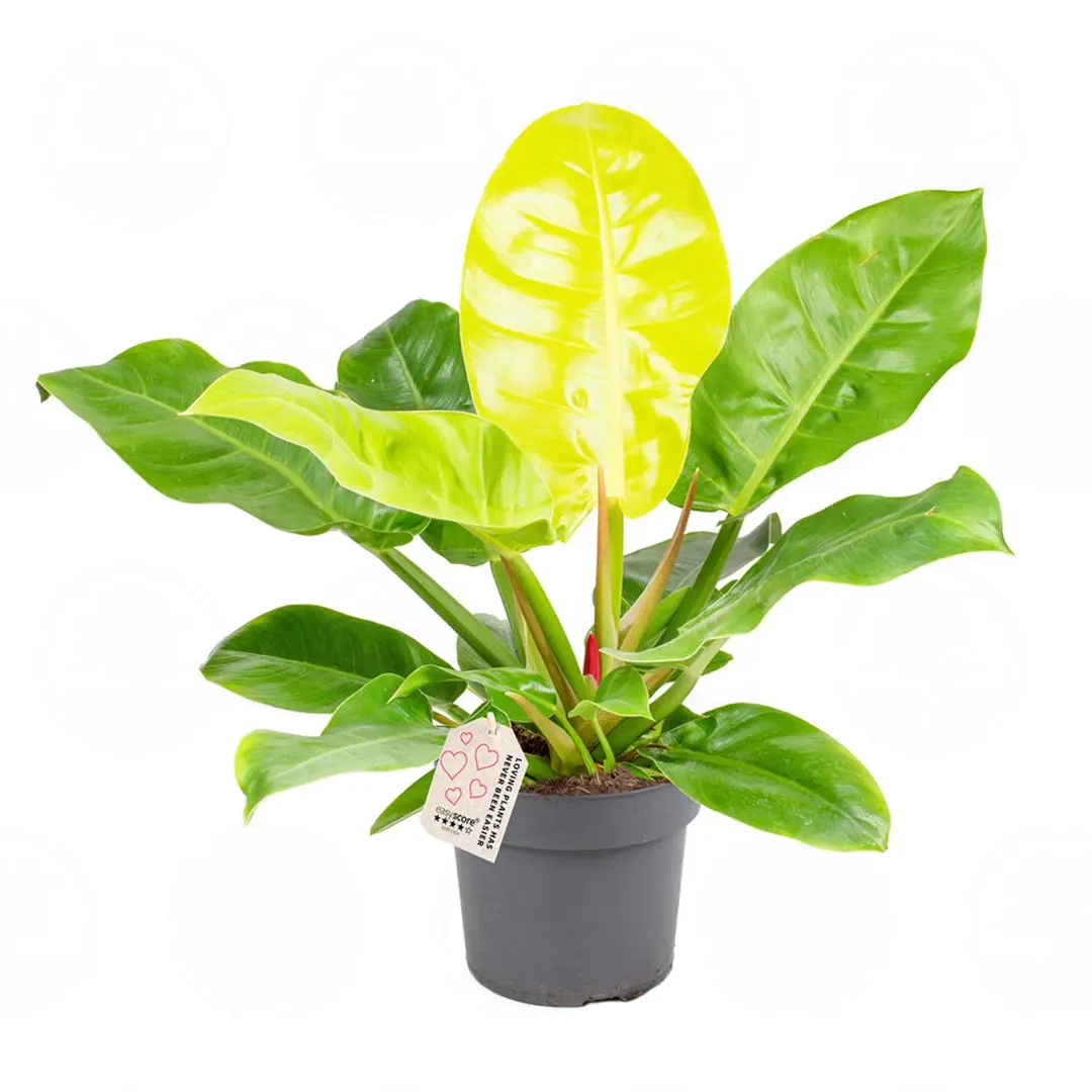 Филодендрон Империал Голд / Philodendron Imperial Golden купить