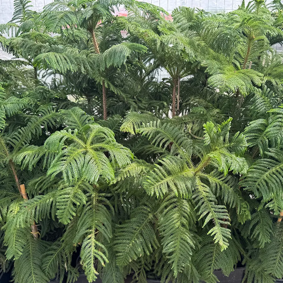 Араукария высокая / Araucaria excelsa купить