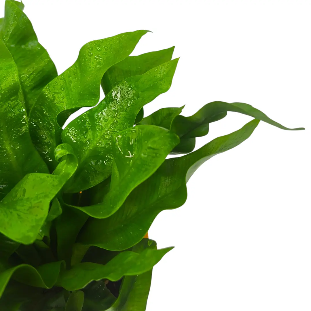 Асплениум Флейм / Asplenium Flame купить