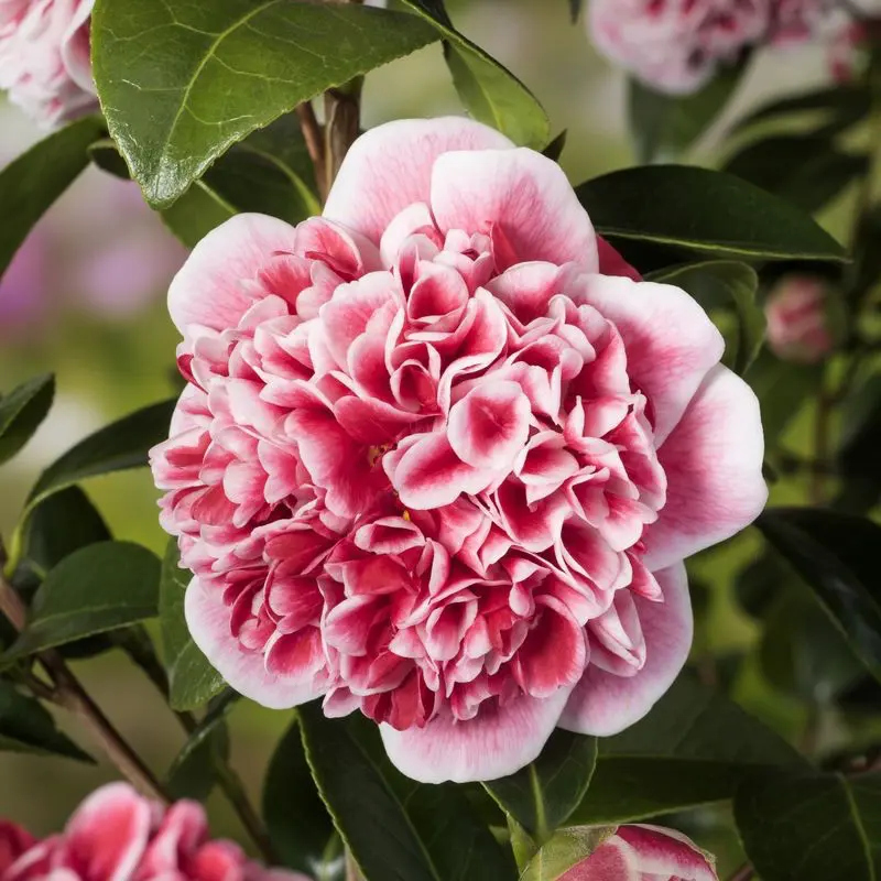 Камелия Волунтир / Camellia JAP. Volunteer купить