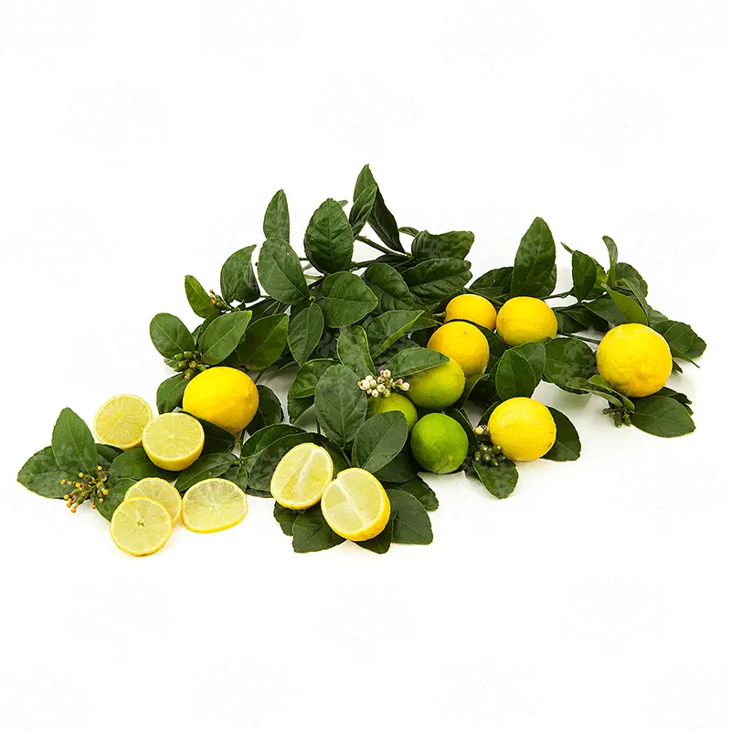 Лайм без шипов/ Lime Messicana — цитрусовое растение, детальное фото

