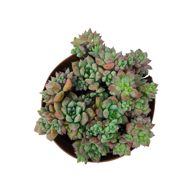 Эхеверия Фрости / Echeveria pulvinata Frosty купить