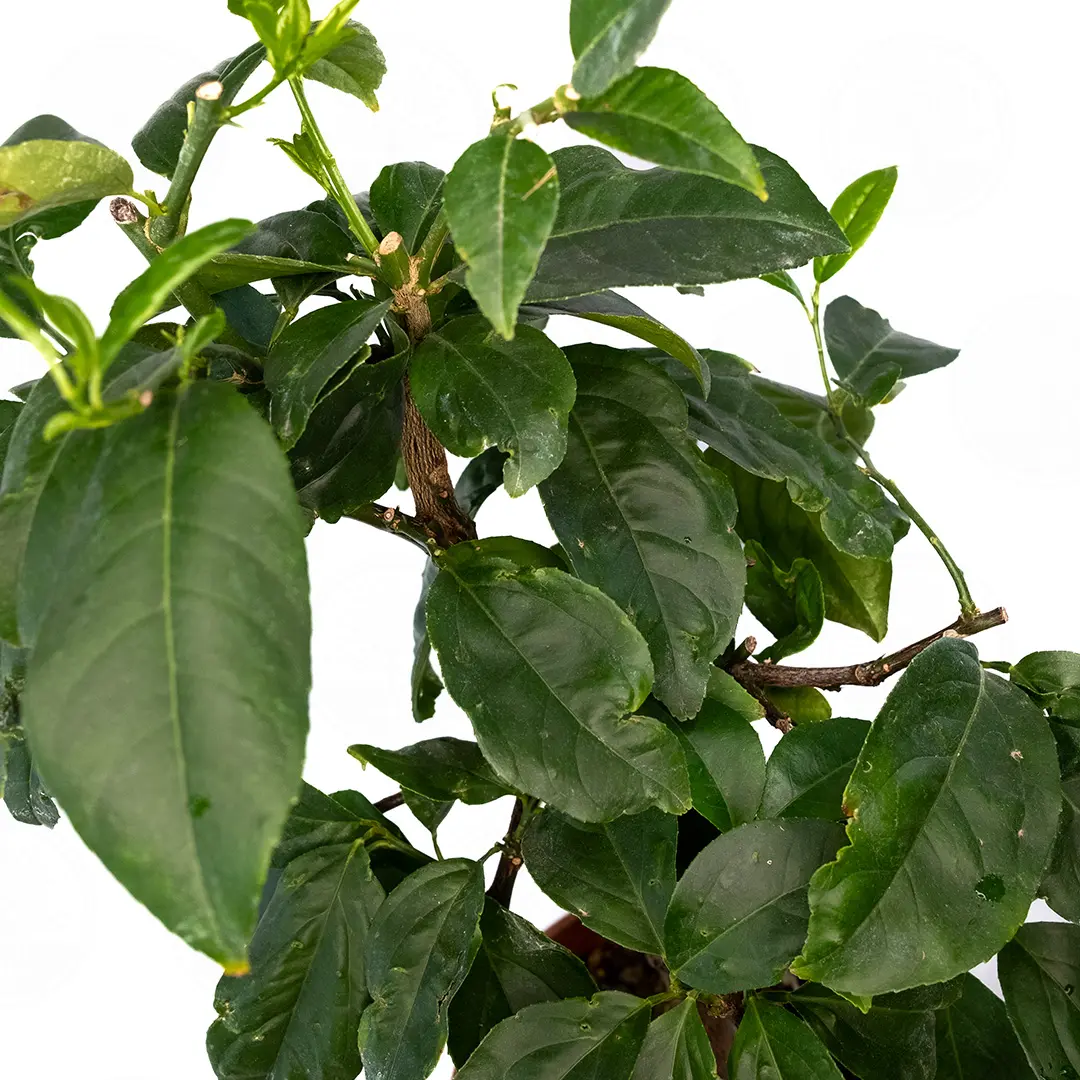 Цитрон Ругозо / Citrus medica Rugoso — цитрусовое растение, детальное фото
