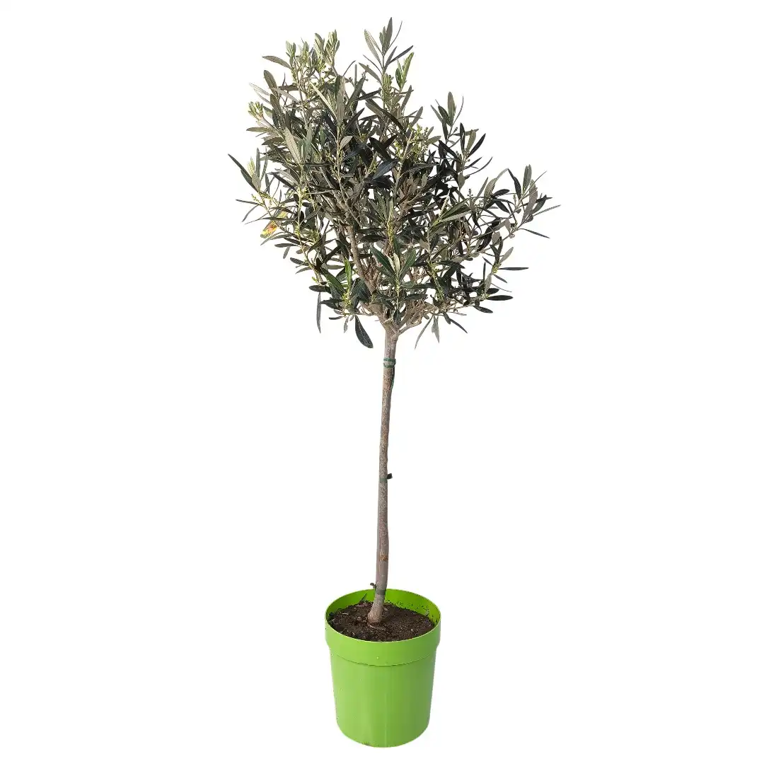 Олива европейская / Olea europaea
